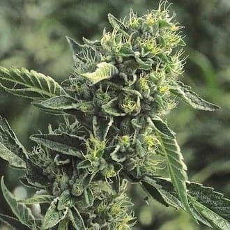 OG Kush (Humboldt Seed Organization)