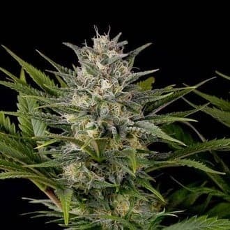 Pineapple Skunk (Humboldt Seed Organization)