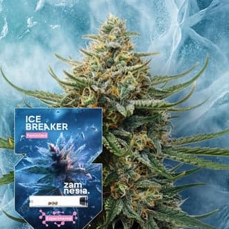 Ice Breaker (Zamnesia Seeds)