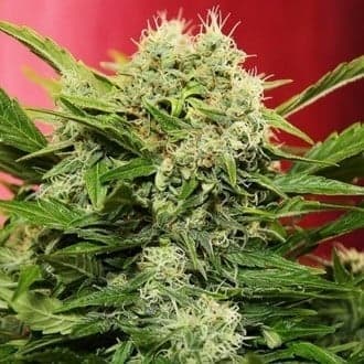 Chronic Ryder Autoflower (Doctor's Choice)
