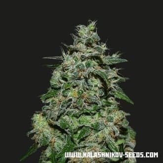 AK Kush Express (Kalashnikov Seeds)