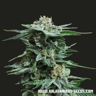 AK Kush (Kalashnikov Seeds)