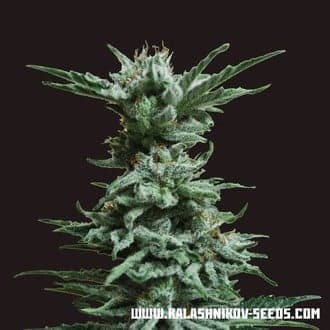 AK Skunk (Kalashnikov Seeds)