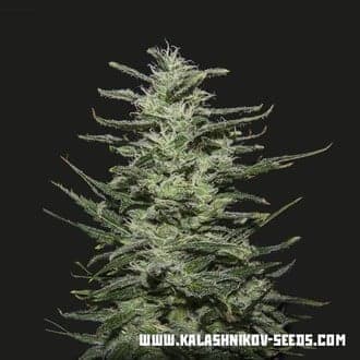 Amnesia Molotov (Kalashnikov Seeds)