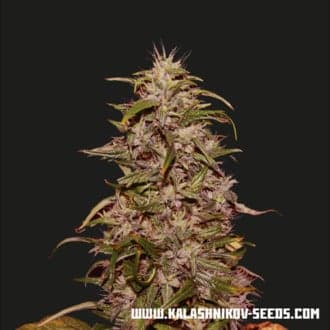 Big Altai Sativa Express (Kalashnikov Seeds)