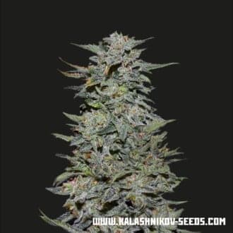 Boy Scout Cookies (Kalashnikov Seeds)