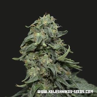Kabul Express (Kalashnikov Seeds)