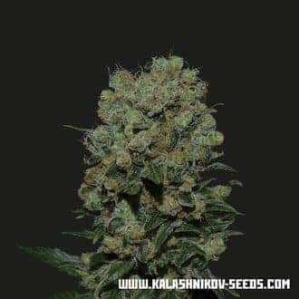 Kalashnikov Express (Kalashnikov Seeds)