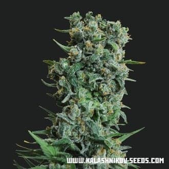Kalashnikov Original (Kalashnikov Seeds)