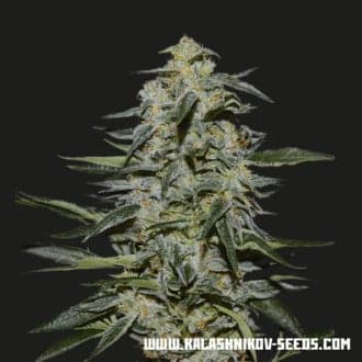 Katyusha (Kalashnikov Seeds)