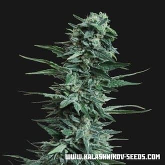 Kubanskiy Ubiyza (Kalashnikov Seeds)