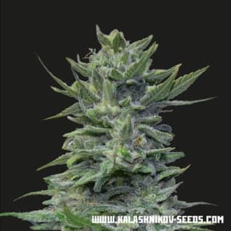 Lavanda Cream (Kalashnikov Seeds)
