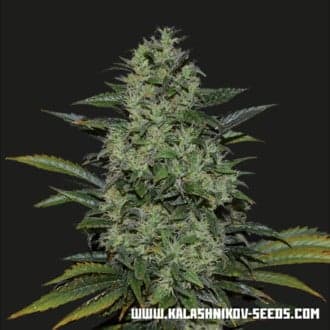 Power Russian (Kalashnikov Seeds)