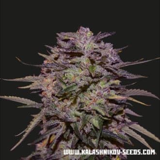 Purple Russian Express (Kalashnikov Seeds)