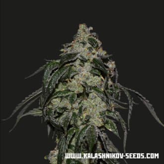 Soyuz OG Express (Kalashnikov Seeds)