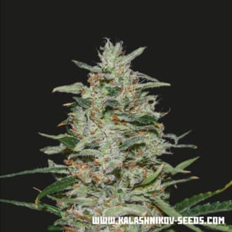 White Russian OG (Kalashnikov Seeds)