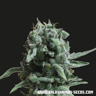 White Widow 47 (Kalashnikov Seeds)