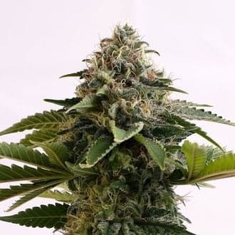 Amnesia Dream XL Auto (Kannabia)