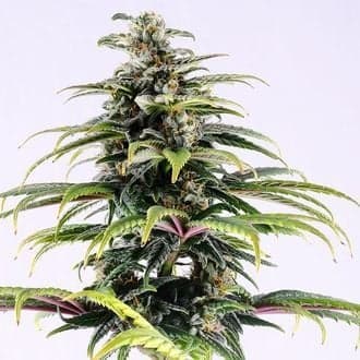CBG Auto (Kannabia)