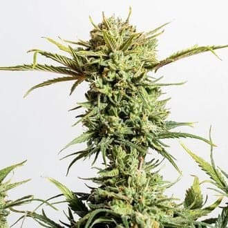 Gnomo Auto (Kannabia)