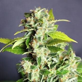 Mikromachine Auto (Kannabia)