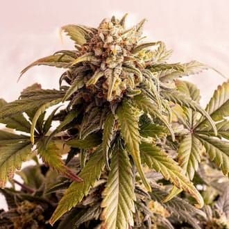 Speedy Boom Auto (Kannabia)