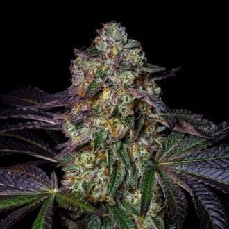 Kushmallow (Pure Instinto)
