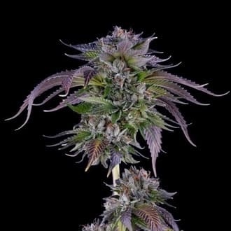 L.A. Confidential (DNA Genetics)