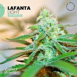 Lafanta Light Auto (Light Buds)