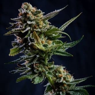 Log Cabin (Vision Seeds)
