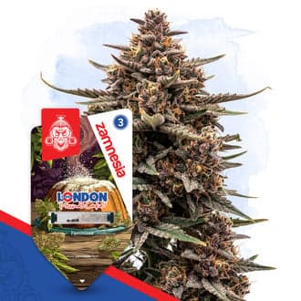 London Pound Cake (Zamnesia Seeds)