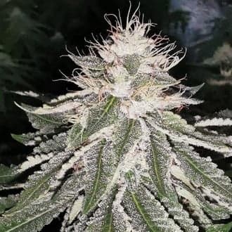 MAC 11 (Pheno Finder)