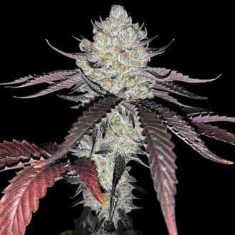 Marshmallow OG (Compound Genetics)