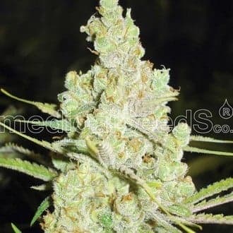 1024 (Medical Seeds)