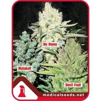 Collection 4 (Medical Seeds)