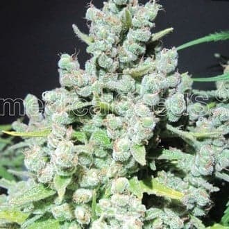 Malakoff (Medical Seeds)