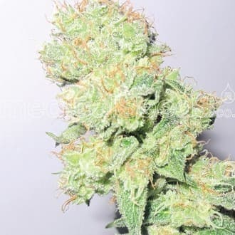 Y Griega CBD (Medical Seeds)