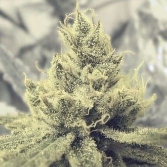 Y Griega (Medical Seeds)