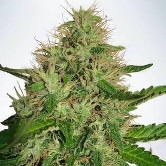 Cannabis Light (Ministry Of Cannabis)