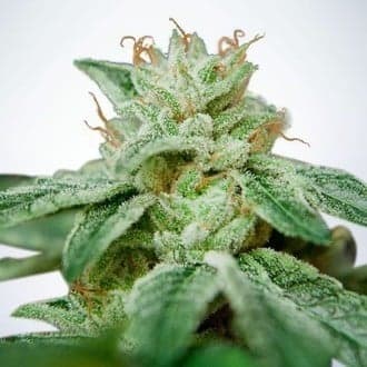 CBD Star (Ministry of Cannabis)