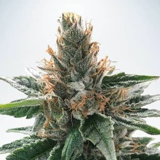 God's Glue (Ministry Of Cannabis)