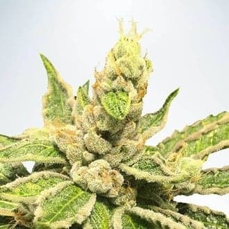 Mamacita’s Cookies (Ministry of Cannabis)