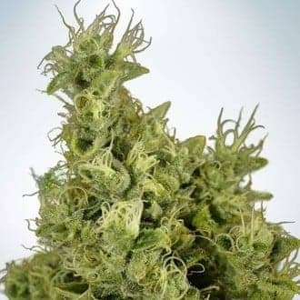 Mandarin Haze (Ministry Of Cannabis)
