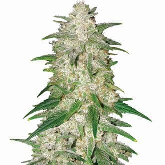 Gelato Auto (Nirvana)