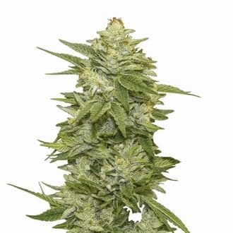 GG-48 Auto (Nirvana)