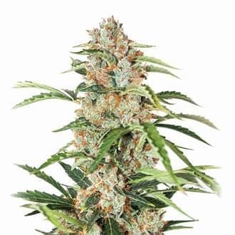 Orange Bud Auto (Nirvana)