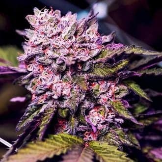 Gelato (Nirvana)