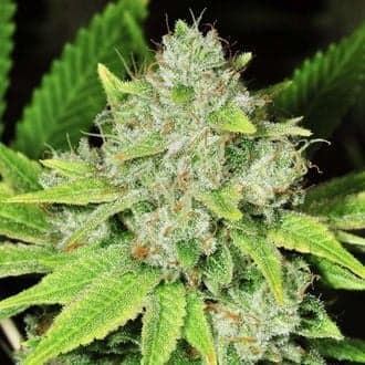 Original Glue (Nirvana)