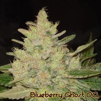 Blueberry Ghost OG (Original Sensible)