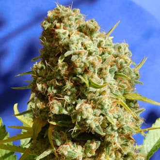 Bruce Banner 3 Fast (Original Sensible)